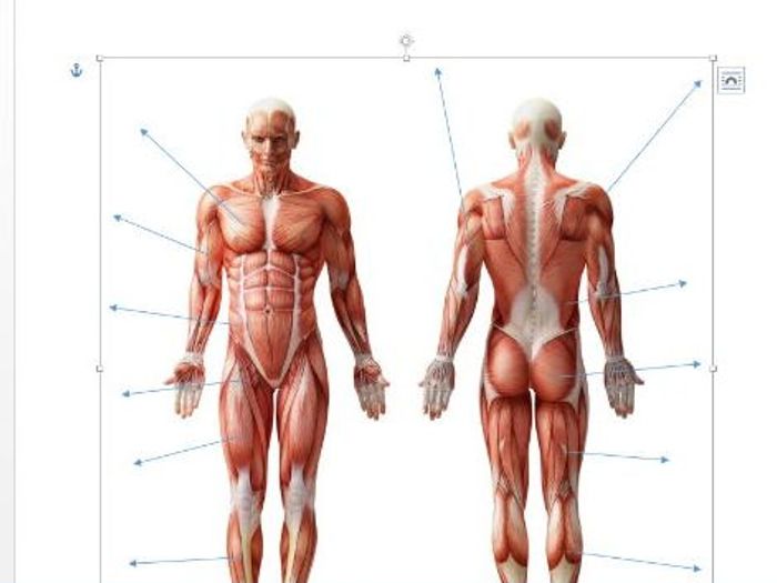 edexcel new gcse pe 9 1 muscles of the body diagram and separate sheet containing names Diaphragm Diagram Unlabeled